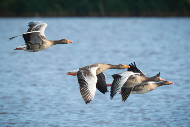 a pair of Greylag goose at flight