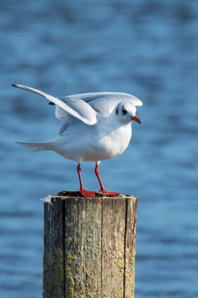 istock Black-headed gull, Chroicocephalus ridibundus perched on a pole 1128226805