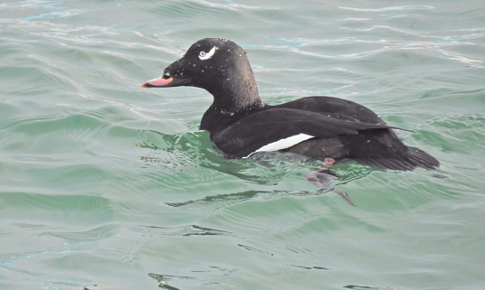 Close-up of A Surf Scoter