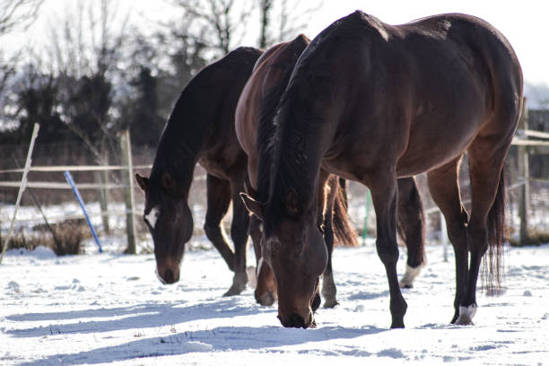 istock Thoroughbred horses In the snow 1128228457