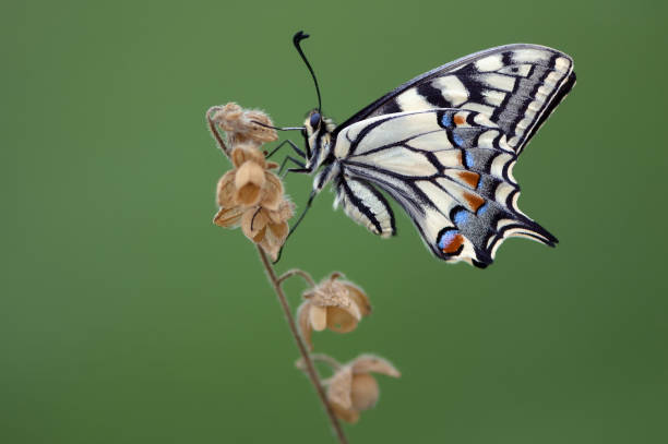 istock Wonderful butterfly Papilio machaon 1128228783