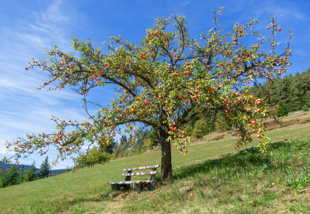 Apple tree with red apples in autumn Apple tree full of ripe red apples and with bench below on a slope in autumn apple tree stock pictures, royalty-free photos & images