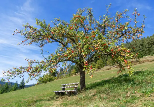 Apple tree full of ripe red apples and with bench below on a slope in autumn