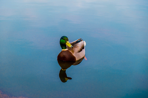 Female mallard swimming on a lake.