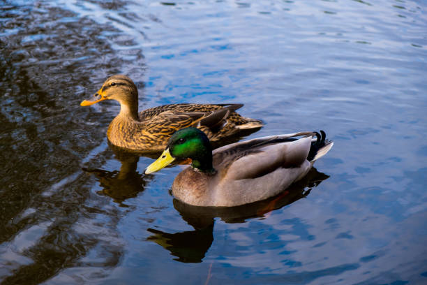 A pair of Ducks A male and female duck pair swimming on the local Norfolk Broad. drake male duck photos stock pictures, royalty-free photos & images