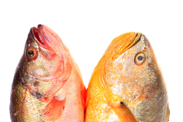 Yellow Croaker Fish