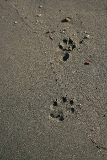 istock Dog paw prints on a sand 1128232338