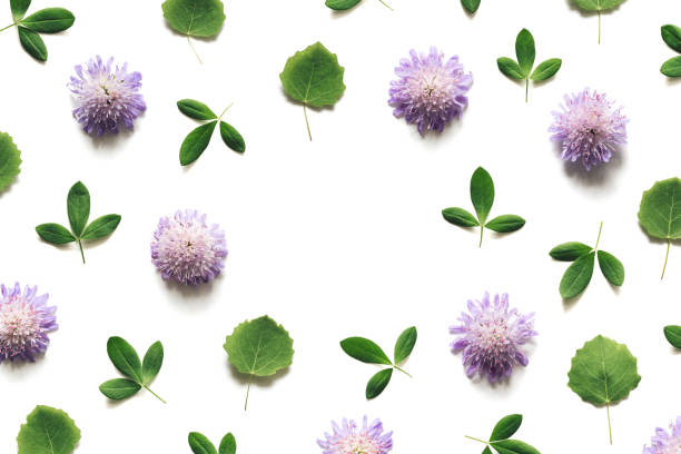 Purple meadow flowers and clover leaves arrangement on white background.