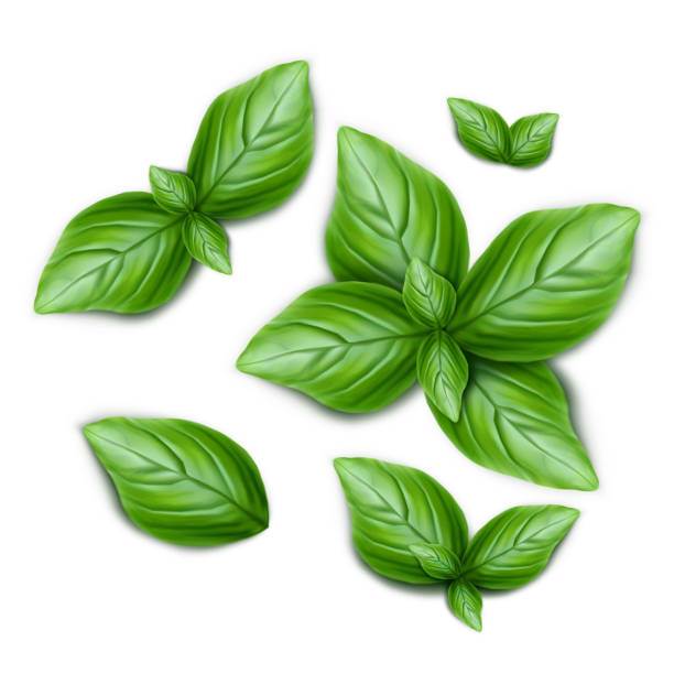 ilustraciones, imágenes clip art, dibujos animados e iconos de stock de conjunto de hojas de albahaca verde. ilustración de vector realista 3d aislado sobre fondo blanco. - basilica