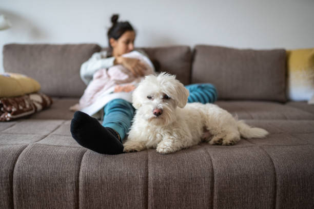 istock Dog Protecting owner and baby 1128233850