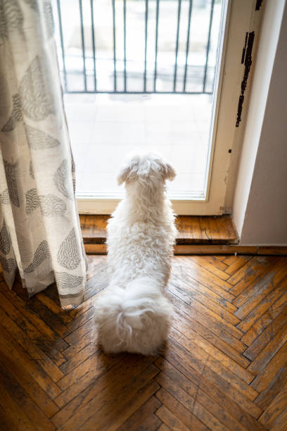 istock Maltese dog looking through the window of balcony 1128233971