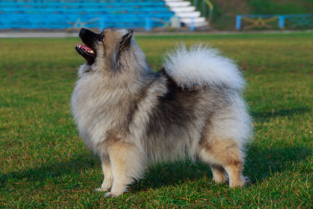 chien de race keeshond - keeshond photos et images de collection