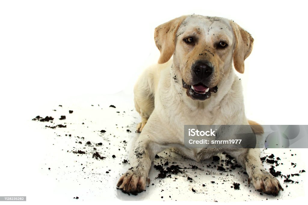 DIRTY MIXEDBRED GOLDEN OR LABRADOR RETRIEVER AND MASTIFF DOG, AFTER PLAY IN A MUD PUDDLE, MAKING A FUNNY FACE. ISOLATED AGAINST WHITE BACKGROUND. STUDIO SHOT WITH COPY SPACE. Dog Stock Photo