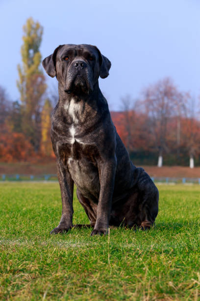 istock Dog breed Italian Dog Course 1128235624