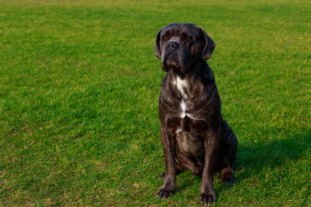 istock Dog breed Italian Dog Course 1128235628