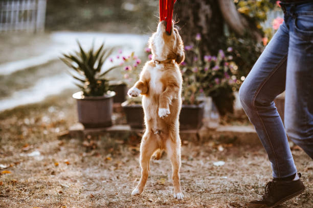 istock Woman playing with puppy in yard 1128235874