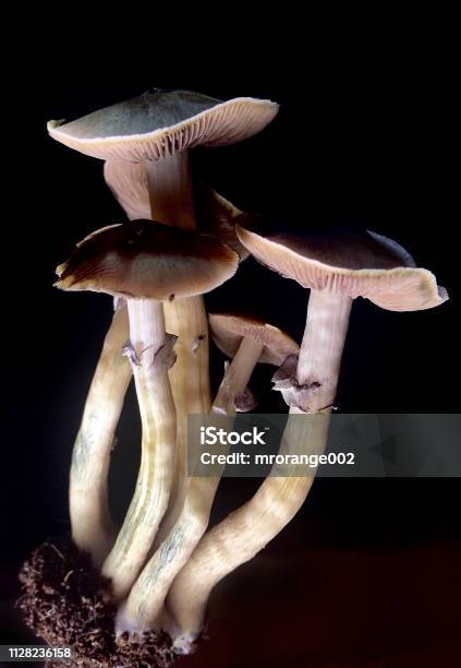 Psilocybe Cubensis Fresh Magic Mushrooms In Soil Stock Photo - Download Image Now - Beauty, Black Color, Close-up