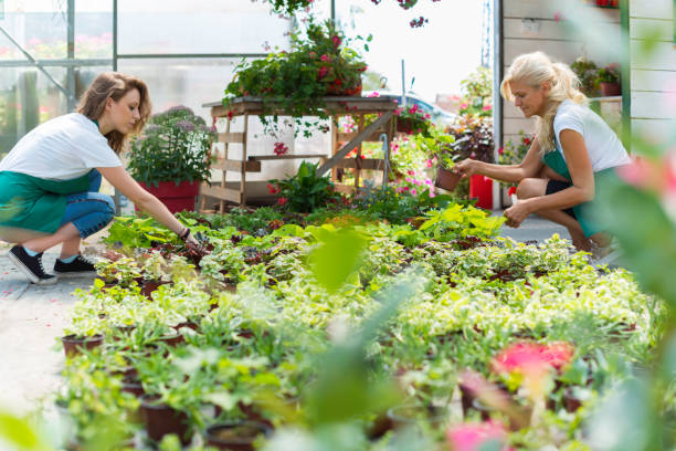 istock Arranging flowers in greenhouse 1128236923