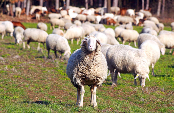 istock flock of sheep, one sheep looking at camera 1128237347