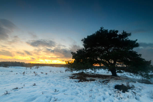 Sunset over a snowy winter landscape during a cold winter day with fresh snowfall in the Veluwe Nature reserve.