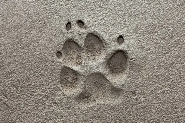 Photo of Dog paw footprint on fresh cement