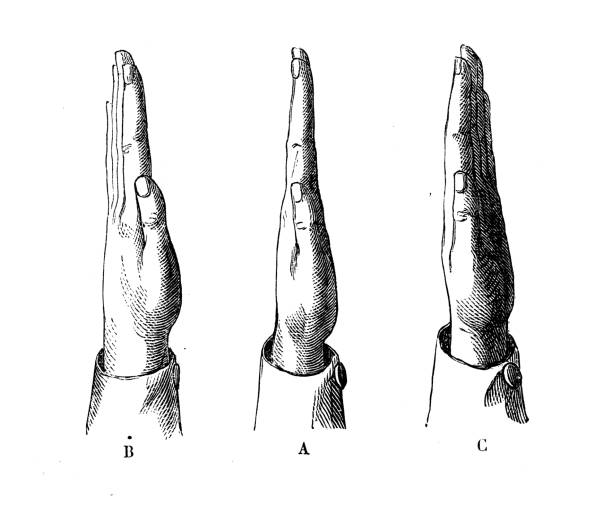 ilustrações de stock, clip art, desenhos animados e ícones de antique illustration of scientific discoveries, photography: photographic equipment stereoscopy - camera engraving old retro revival