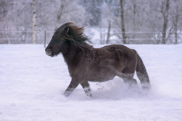 caballo islandés oscuro trote en nieve profunda en invierno - horse iceland winter snow fotografías e imágenes de stock