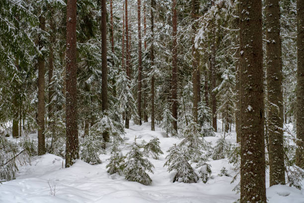 Pine and fir forest in winter time with a thick layer of snow stock photo