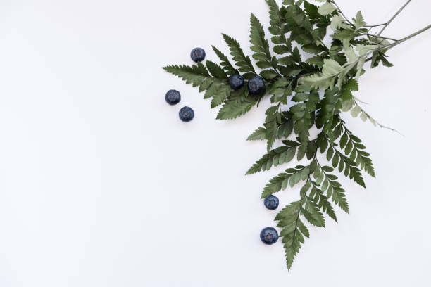 Blueberries with fern leaves stock photo