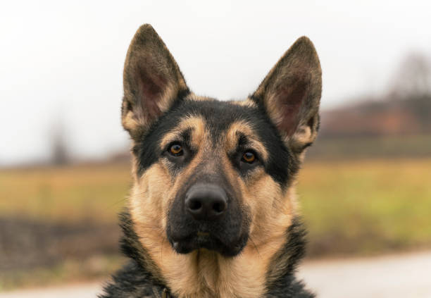 Eastern European Sheepdog, black german shepherd Black German shepherd dog outdoors, autumn portrait красота stock pictures, royalty-free photos & images