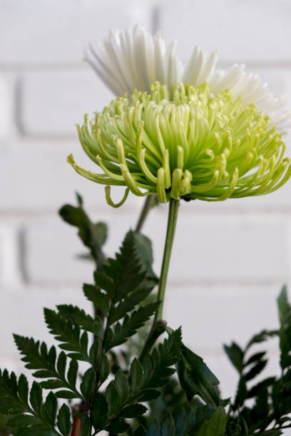 Chrysanthemum flowers stock photo