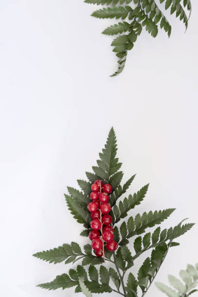 Red berries and ferns stock photo