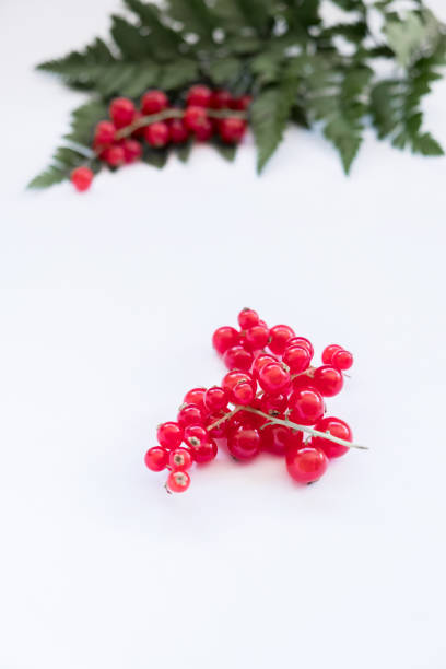 Red berries and fern stock photo