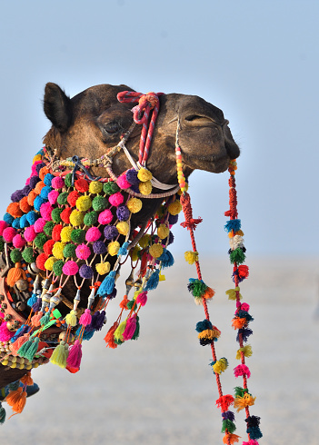 Camello decorado para paseo photo