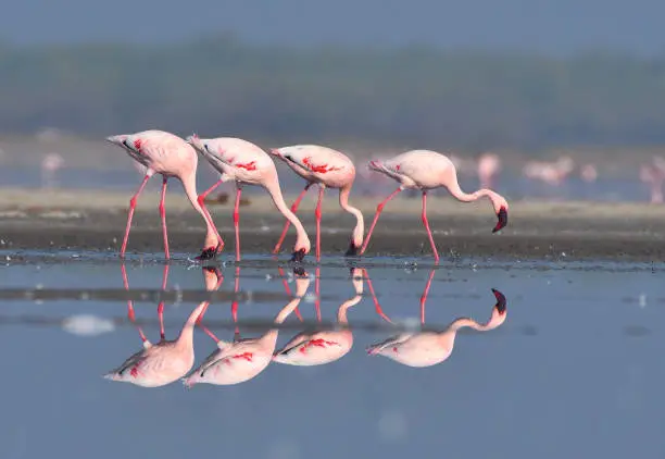 Image of a group of Flamingos feeding in Little Rann of Kutch, Gujarat, India