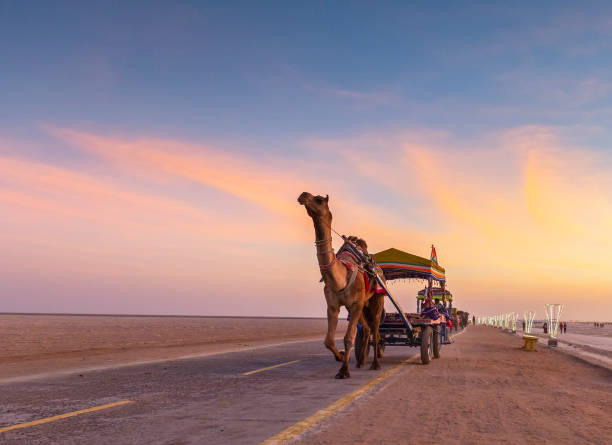 kamelritt - camel desert travel safari stock-fotos und bilder