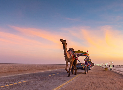 Paseo en camello photo