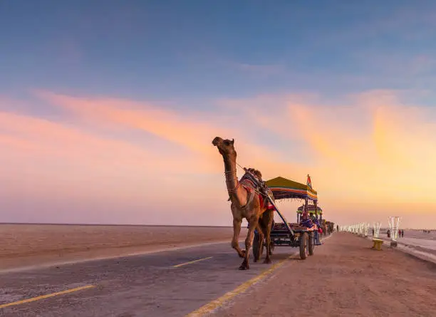 Camel Cart Ride at White desert of Greter Rann of Kutch, Gujarat, India