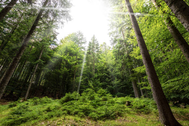 Pine and beech forest in Italian Alps seen from below with sun rays