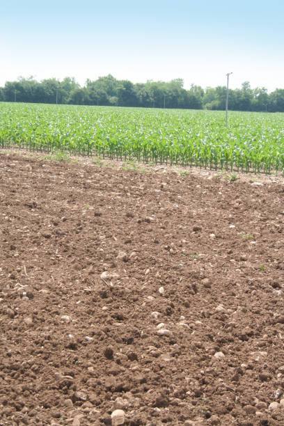 istock Corn field near plowed field in spring 1128242116