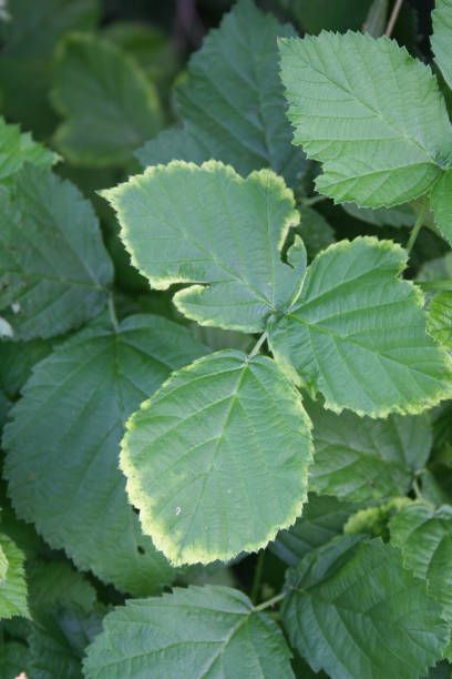 istock Hazelnut leaves on branch with disease. 1128243518