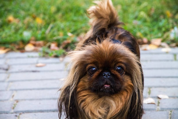 istock A small, red Pekingese dog walks in the park 1128244380