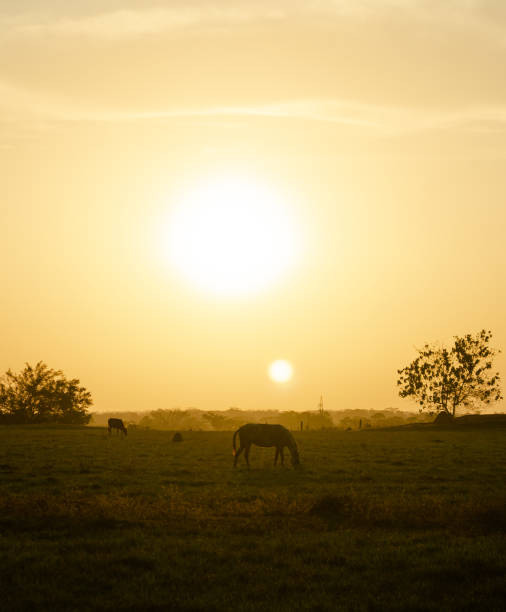 istock Horse in the sunset on a field 1128244491