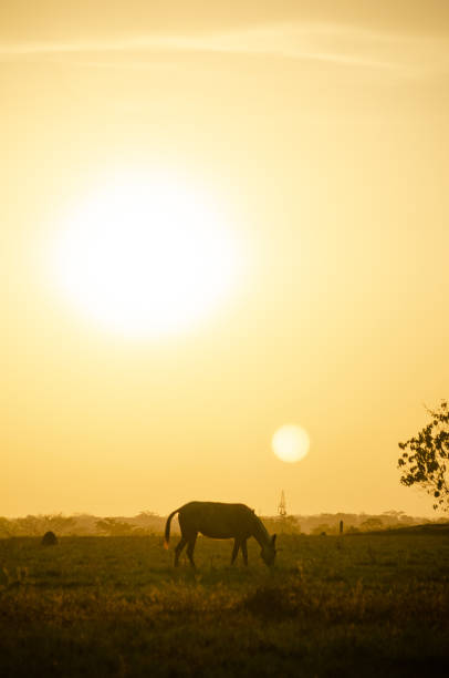 istock Horse in the sunset on a field 1128244505