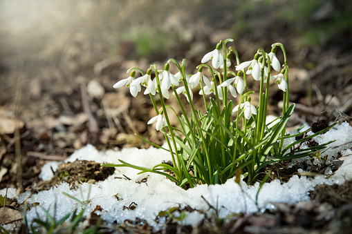 Snowdrops growing on the ground covered with spring snow in forest. Sunny day.
