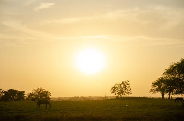 istock Horse in the sunset on a field 1128244544