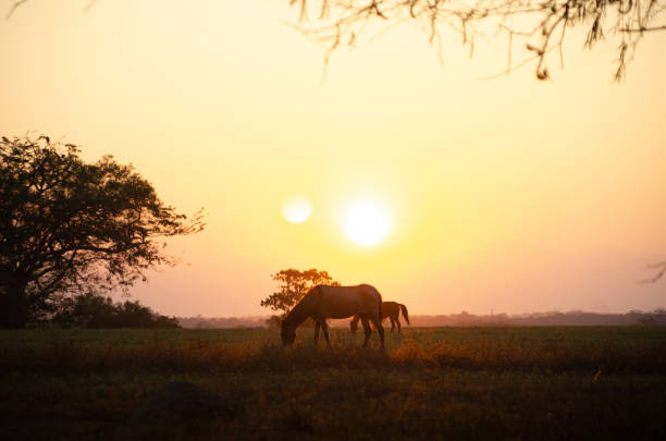 istock Horse in the sunset on a field 1128244590