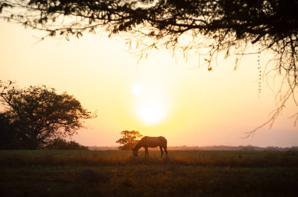 istock Horse in the sunset on a field 1128244637