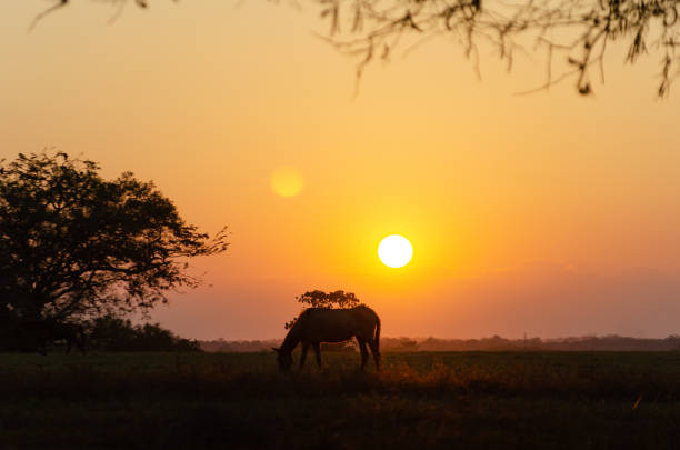 istock Horse in the sunset on a field 1128244657