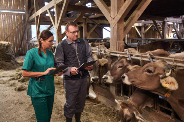 istock Veterinarian and assistant inspecting livestock 1128244689